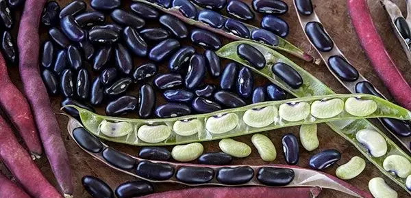 Cherokee Trail of Tears Black Bean