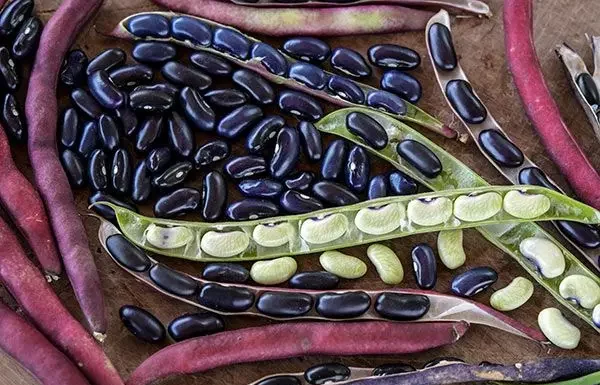 Cherokee Trail of Tears Black Bean